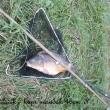 Dnes (22.10 2011) trochu netradin retro lov.   Po letech jsem si opt udlal lskov prut a metodou na bi jsem lovil vysazen kapry nsaky:-))  Berte to jako vzpomnku na mld.Takto se na venkov dve rybailo,proto jsem tuto fotografii zaadil.